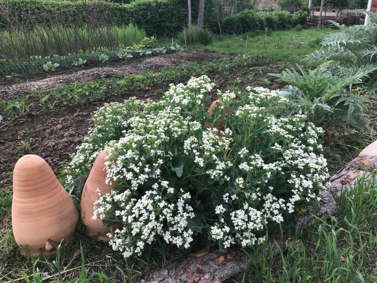 De Tuin Van Agatha Kortessem Екстер'єр фото