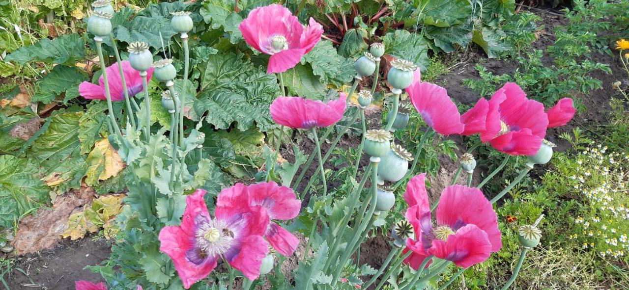 De Tuin Van Agatha Kortessem Екстер'єр фото