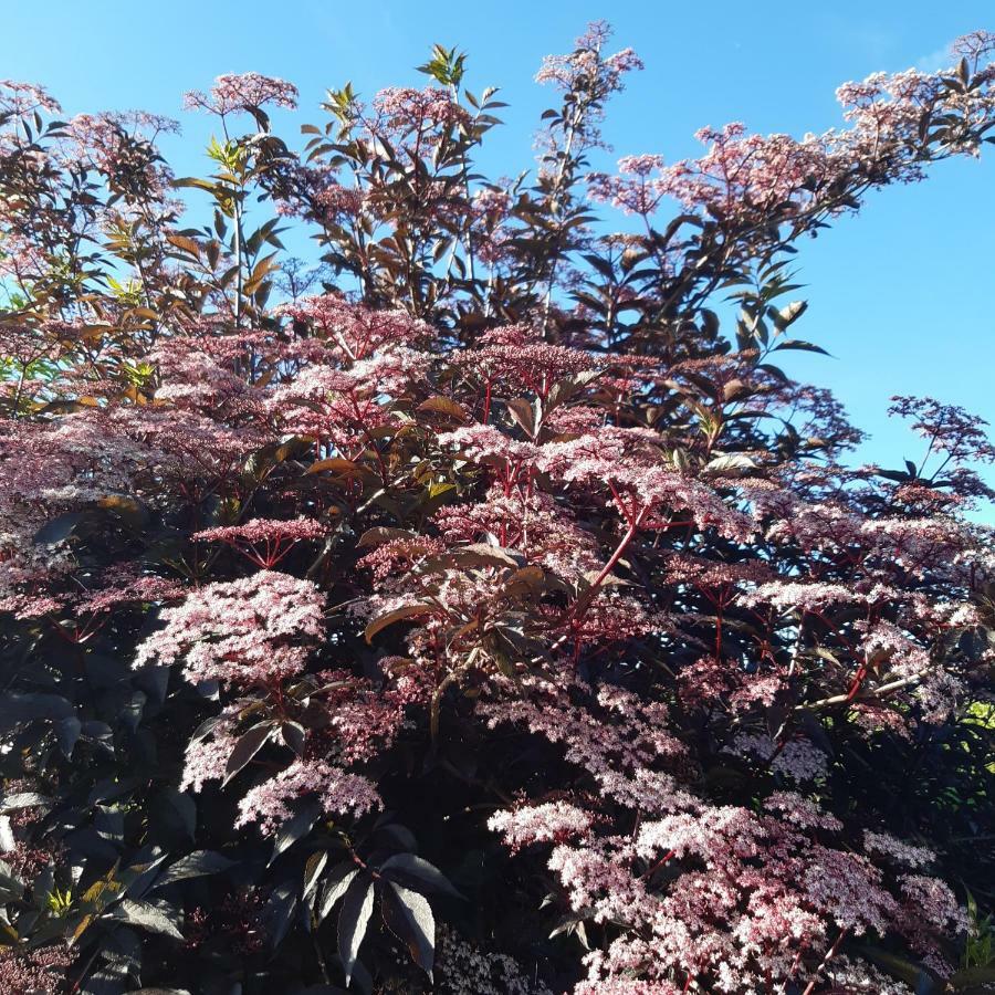De Tuin Van Agatha Kortessem Екстер'єр фото