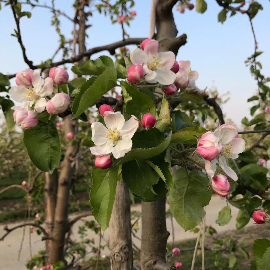 De Tuin Van Agatha Kortessem Екстер'єр фото